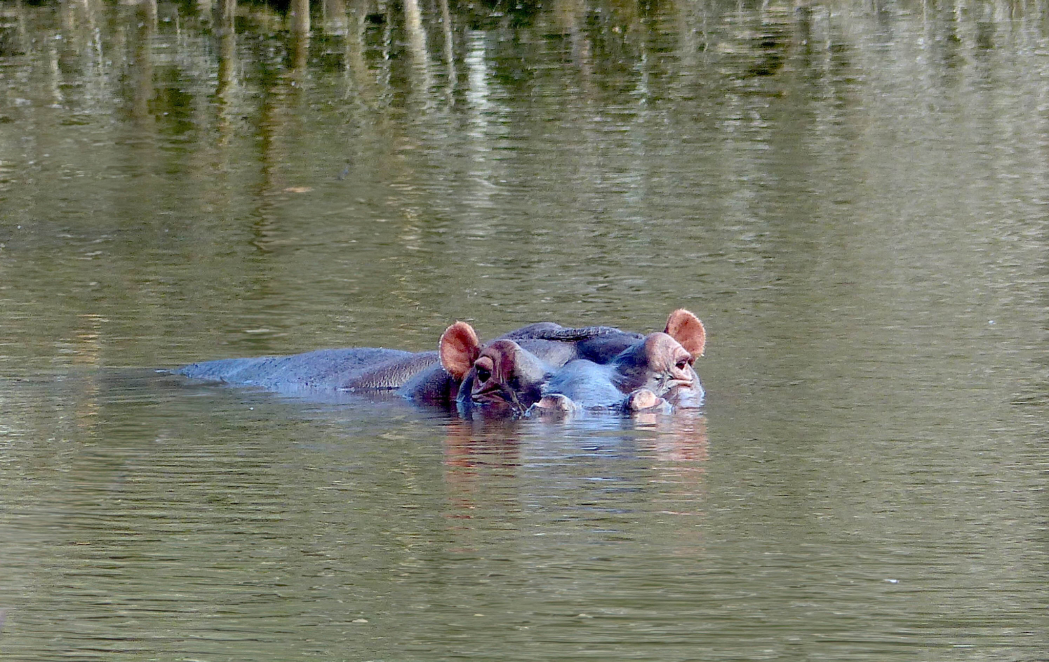 Hippo 2